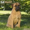 Bull Mastiff Calendar 2018 - Dog Breed Calendar - Wall Calendar 2017-2018