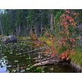 thumbnail image 2 of Fitzharris, Tim 18x15 White Modern Wood Framed Museum Art Print Titled - Nymph Lake-Rocky Mountain National Park-Colorado, 2 of 4