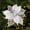 White WH, variant on Latrodar Christmas Glitter Magnolia Magnolia With Stems Christmas Tree Decoration Flower Wreath Christmas New Year Decoration Holiday Gift White 2.4x2 Inch
