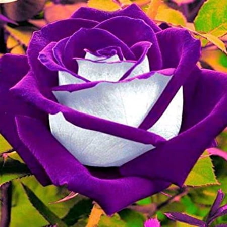 Rose For Planting Outdoors,Pots to Grow Fall or Spring Indoor or Outdoor,Gorgeous,Surprise to Grow,Rose Plants Live Gallon,Cut Roses,Rose For Sale.