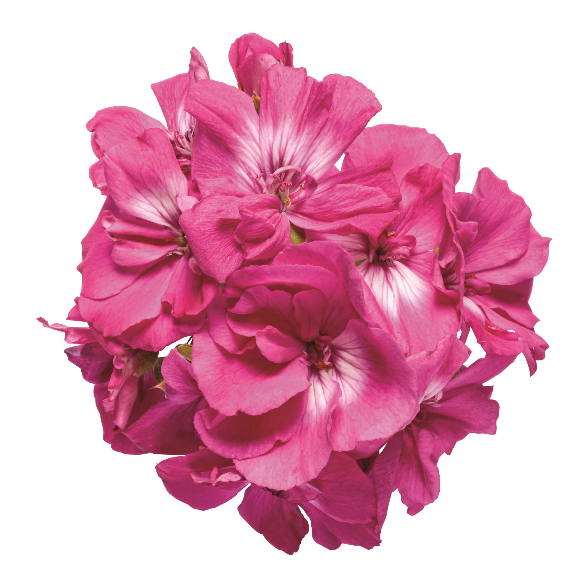Proven Winners 4" Boldly Hot Pink Geranium Live Plant in 4.25" Pot (4 Count)