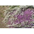 thumbnail image 2 of Jones, Adam 14x11 White Modern Wood Framed Museum Art Print Titled - Flowering dogwood tree and distant Eastern redbud-Kentucky, 2 of 4
