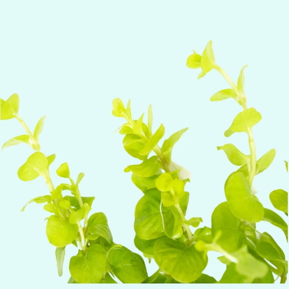 Lysimachia Nummularia "Aurea" (Bunch 3-5 Stems)