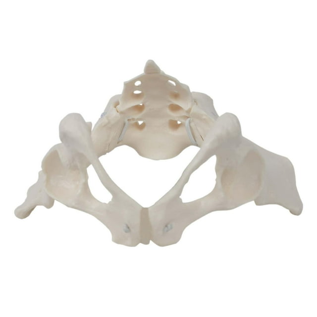 TISHITA Female Pelvis Model Female Skeleton Model for Patent Communication Gynecology