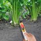 thumbnail image 5 of Hoz de desmalezado Hoz de estilo japonés Hoz de acero compuesto con mango doblado Azada de acero para segadora Azada con mango doblado para jardinería, desmalezado, excavación y cultivo Akmoler, 5 of 9
