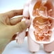 thumbnail image 3 of Cuerpo con órganos Kits de Juguetes Ensamblados de Bricolaje, a Profundizar La Comprensión de de Los órganos Hu Baoblaze juguetes rompecabezas, 3 of 8