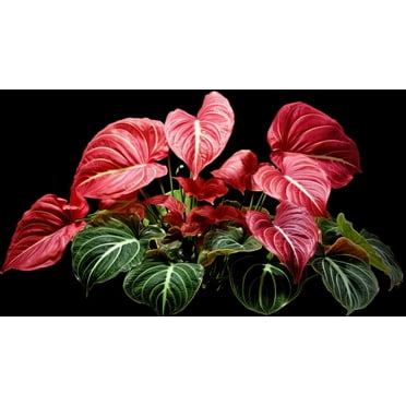 10 Crimson Skye Caladium Bulbs for Planting - Perennial Hosta, Elephant Ears, Fancy (10 Bulbs)