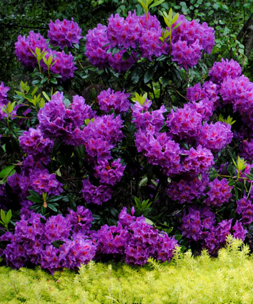 RedCrocus Rosemary Silver | Aromatic Evergreen Herb for Gardens & Containers | Hardy, Pet-Toxic, Pollinator-Attracting | Culinary & Ornamental Use  3 Gallon