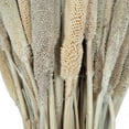 thumbnail image 6 of Vickerman Natural Botanicals 24" Babala Natural. Includes 75 pieces per unit., 6 of 6