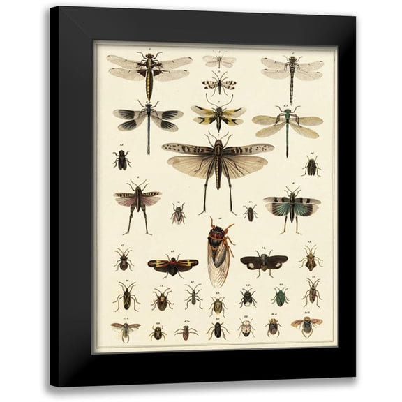 Oken 12x14 Black Modern Framed Museum Art Print Titled - Dragonfly Display