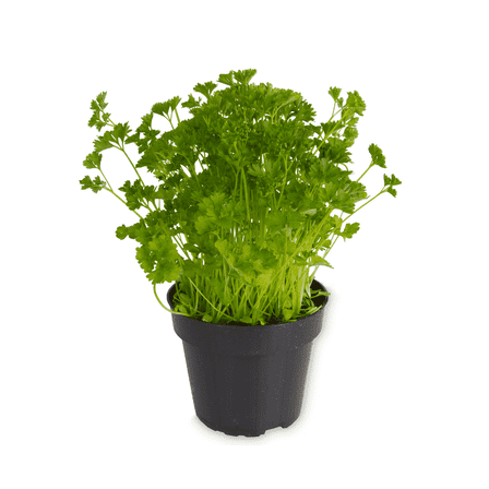 Parsley Plant Live Potted, 4 - 7 Inches Tall, Parsley Herb Plant for Indoor Outdoor Planting
