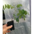 thumbnail image 5 of Amethyst Falls Wisteria – Wisteria Plant, 5 of 7