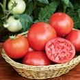 thumbnail image 4 of Bonnie Plants Bush Goliath Tomato 19.3 oz. 2-Pack, 4 of 10
