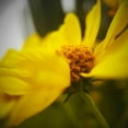 thumbnail image 3 of Tenoever, William 20x20 Black Modern Framed Museum Art Print Titled - Brittlebush, 3 of 5