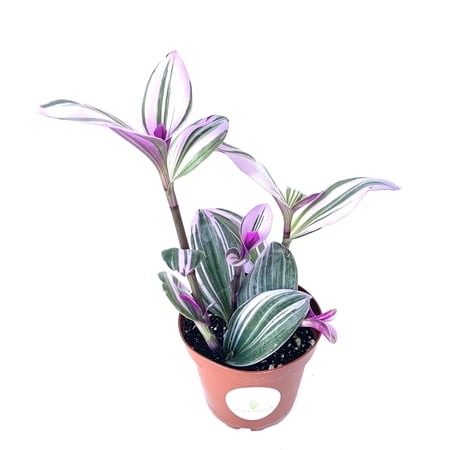 Tradescantia Nanouk Pink Houseplants, 4" Pot