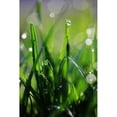 thumbnail image 2 of Dew Drops VI Poster Print by Leesa White (24 x 36), 2 of 2