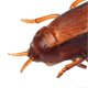 thumbnail image 3 of Electronic Cockroach Repellent Toy Plastic Battery Powered Vibrating Funny High Simulation Fake Cockroach, 3 of 3