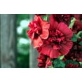 thumbnail image 5 of Seedville 25 Scarlet Double Hollyhock Plant Seeds, 5 of 11