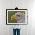 thumbnail image 3 of North American Bald Eagle - Minnesota Photography Wildlife Bird Animal Nature Portrait Black Framed Wall Art Print 12 x 18 inches, 3 of 7