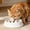 White, variant on Small Slow Feeder Cat Bowl, Wide Shallow Anti Choking Puzzle Bowl for Dry Wet Food, Anti Gulping Pet Feeder for Cats Small Dogs, Bloat Stop Maze Dish Dog Feeder