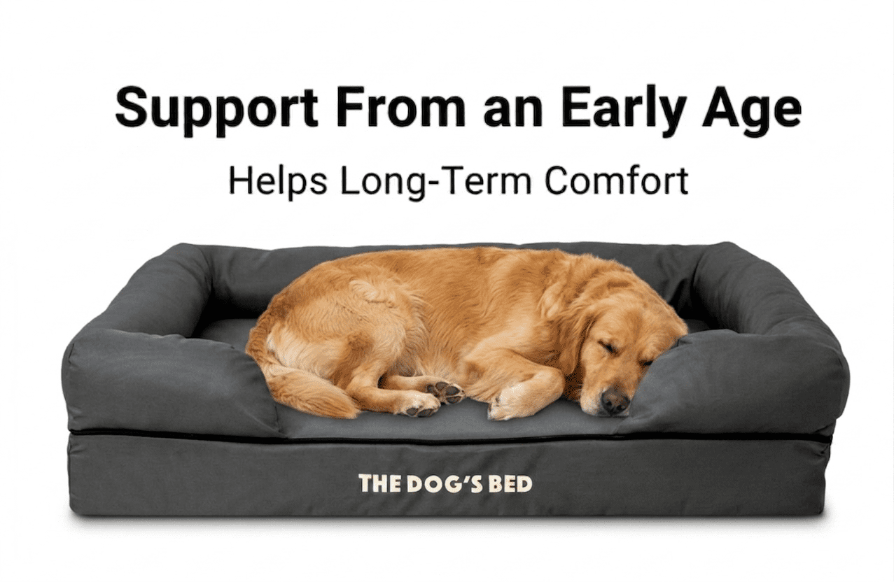 The Dog’s Bed Orthopedic Dog Bed Large Grey with Black Trim 36x27, Waterproof, Veterinary Grade Memory Foam, Pain Relief: Arthritis, Hip & Elbow Dysplasia, Post Surgery, Supportive, Washable Cover