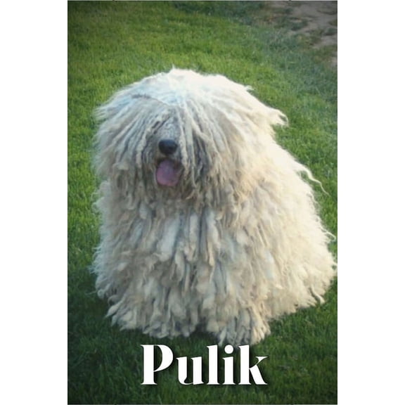 Pulik : Dog breed overview and guide (Paperback)