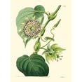 thumbnail image 2 of Hart, M. 15x18 Black Ornate Wood Framed with Double Matting Museum Art Print Titled - Small Antique Passion Flower I, 2 of 4
