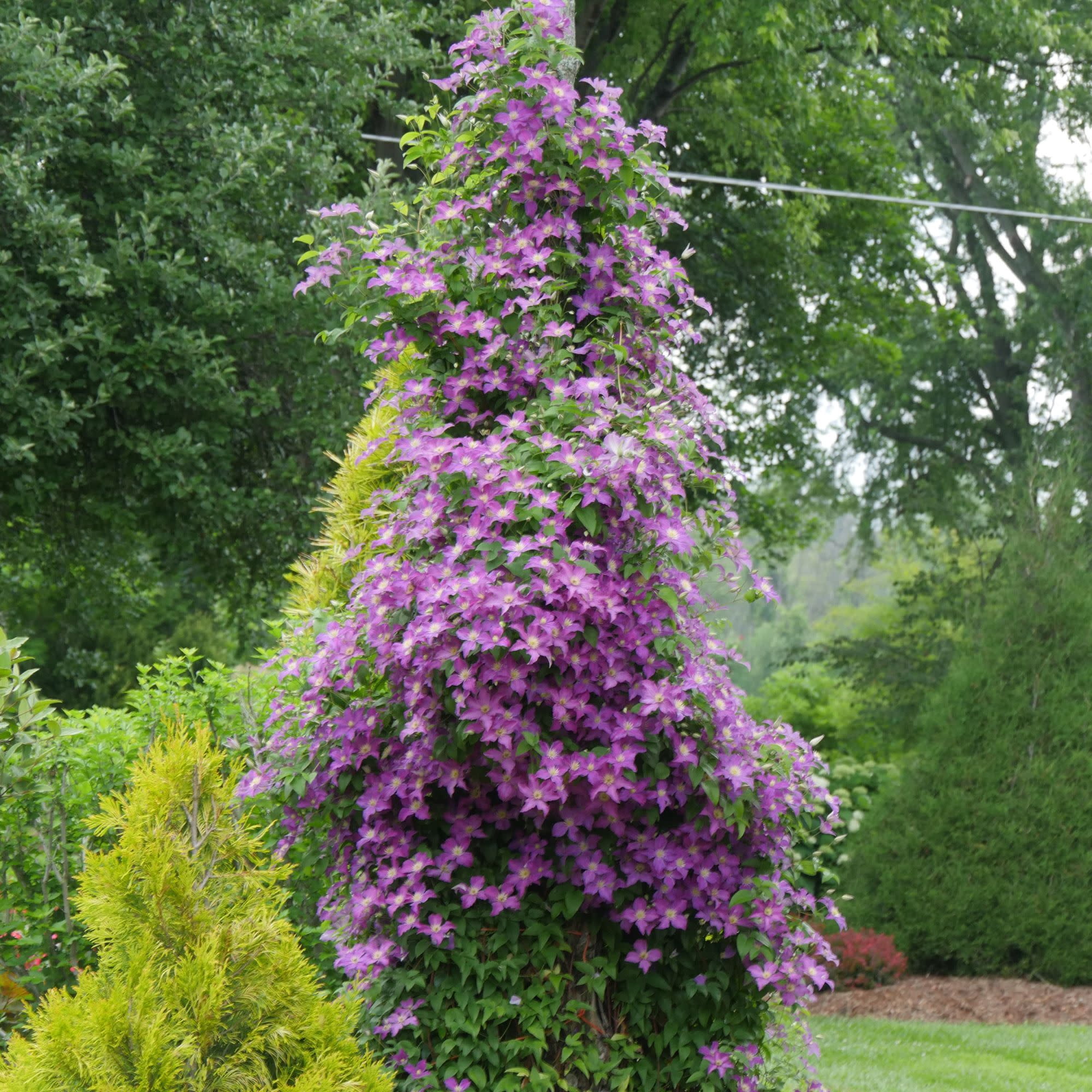Proven Winners ColorChoice 5" Purple Jolly Good Clematis Live Plant in 4.5" Pot (4 Count)