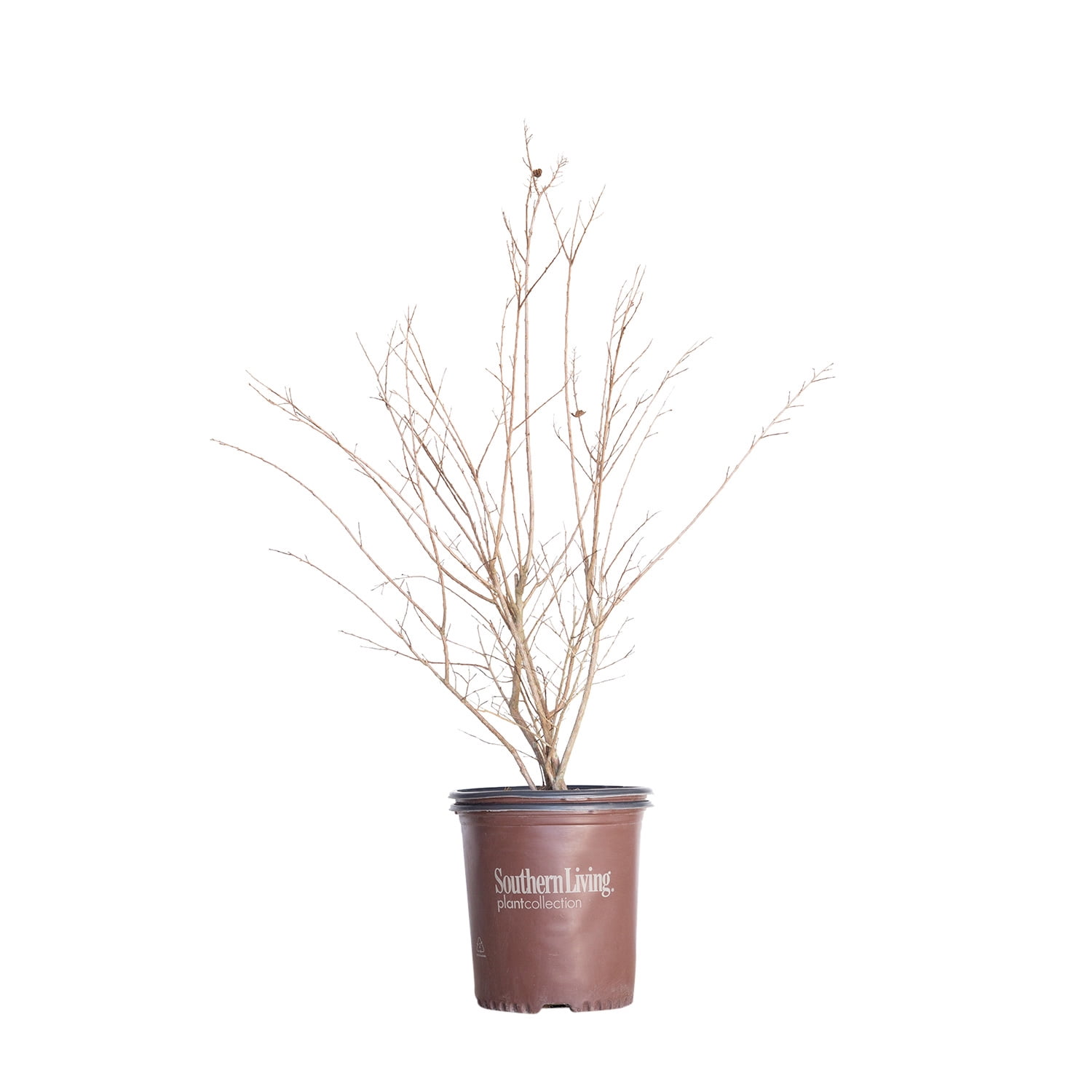 Expert Gardener 2.5 Gal. Miss Frances Crape Myrtle Tree with Red Blooms and Green Foliage