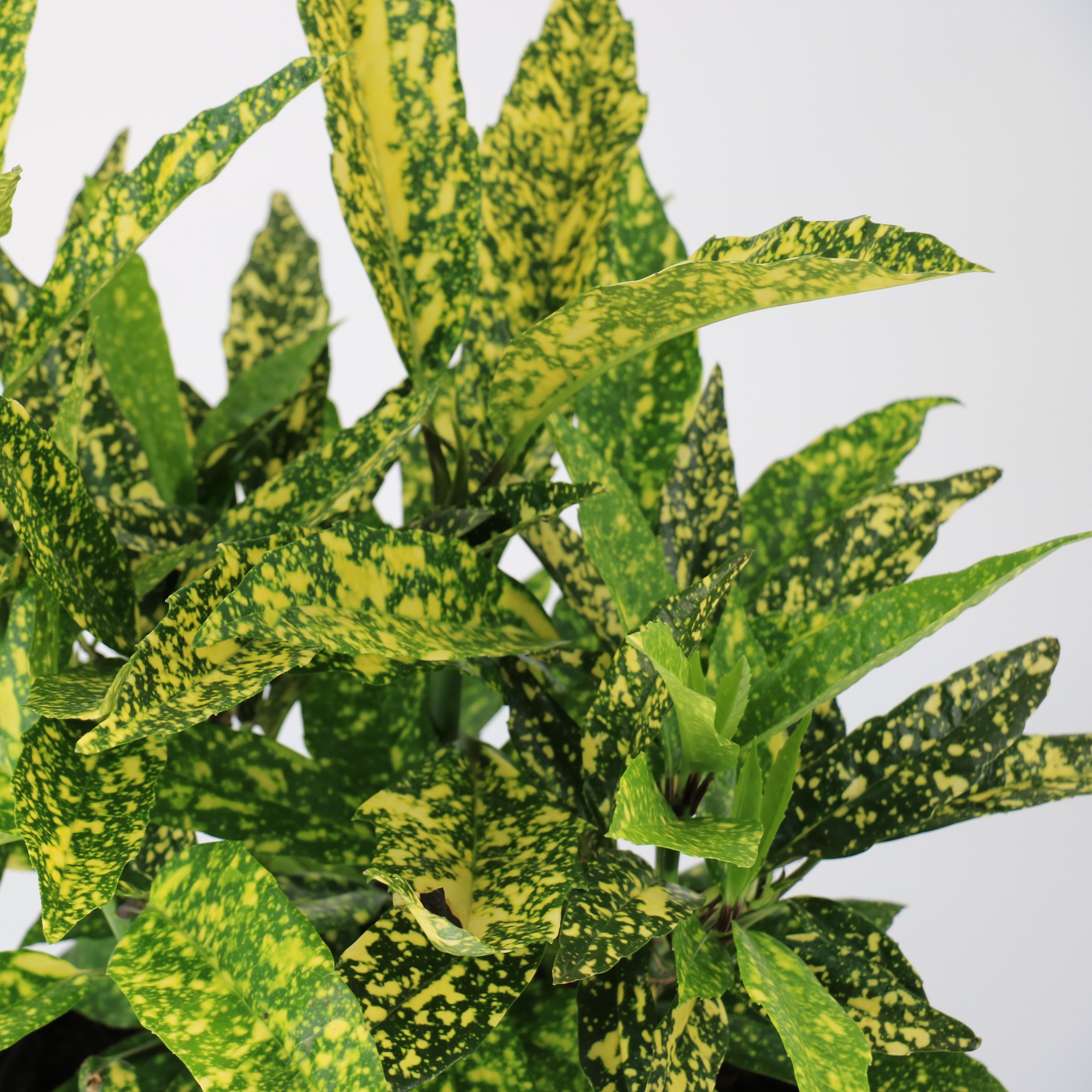 3 gal. Hosaba Hoshifu Acuba Shrub