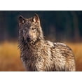 thumbnail image 2 of Fitzharris, Tim 14x12 White Modern Wood Framed Museum Art Print Titled - Gray wolf, 2 of 4