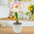 thumbnail image 3 of Easy to Grow Amaryllis Apple Blossom Bulb Planted in a Rose Gold Vase Indoor Holiday, 3 of 3