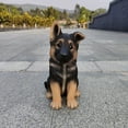 thumbnail image 6 of Hi-Line Gift Ltd. Adorable Shepherd Pup: Polyresin Figurine in Black and Brown, 6 of 6