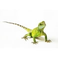 thumbnail image 2 of Brown, Skip 14x11 White Modern Wood Framed Museum Art Print Titled - Asian Water Dragon, 2 of 4