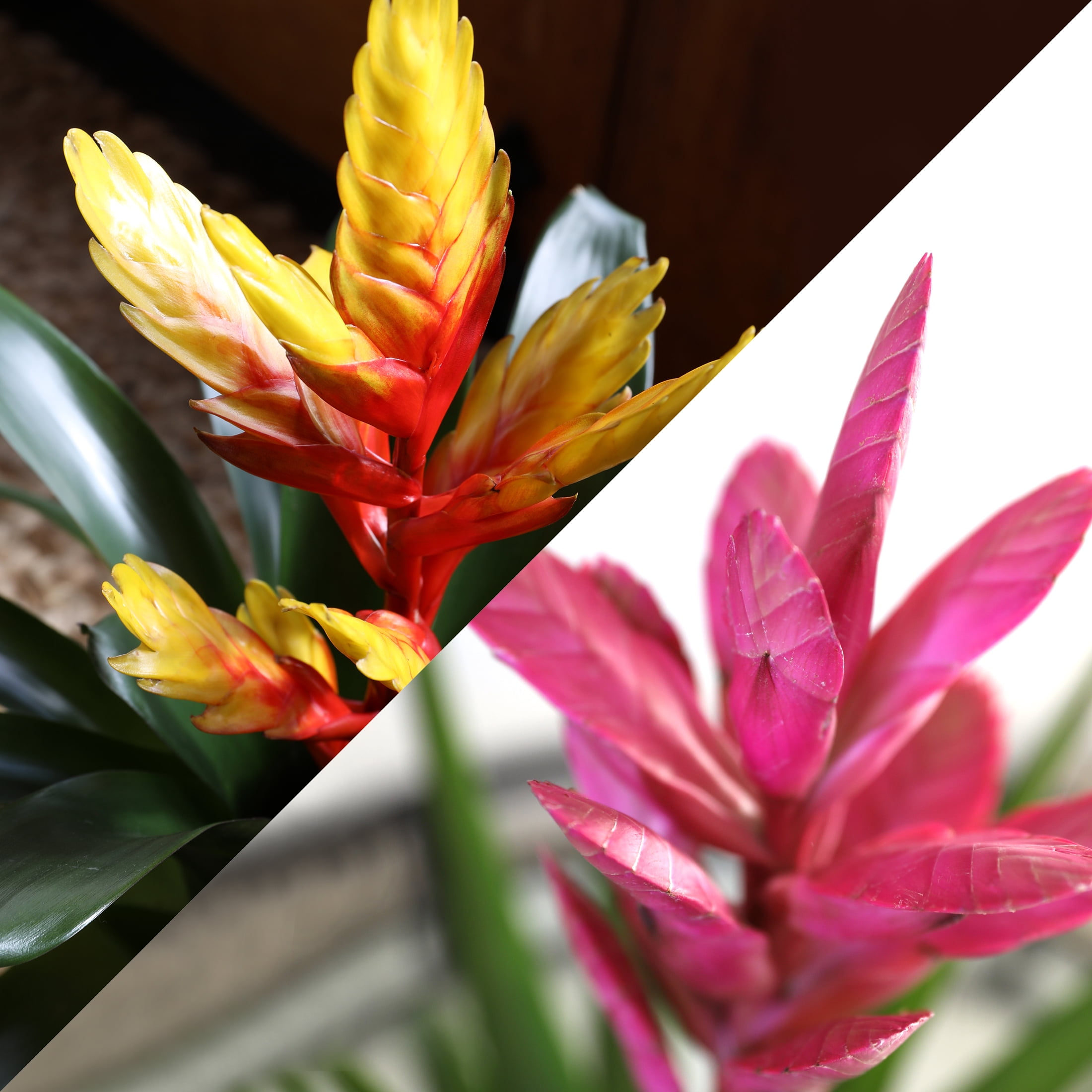Green Circle Growers 10" Bromeliad Duo in White & Gold Dot Jan Pot – Happy Birthday Gift