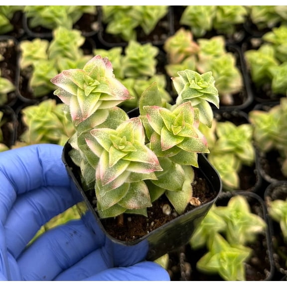 Variegated String of Buttons Live Plant in 2" Pot - Crassula perforata Trailing Succulent, Easy Care Houseplant