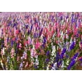 thumbnail image 5 of TomorrowSeeds - Rocket Mix Larkspur Seeds - 1200+ Count - For 2026 Planting Delphinium Ajacis, 5 of 9