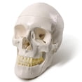 thumbnail image 1 of Modelo anatómico EVOTECH SCIENTIFIC: cráneo humano adulto, 1 of 6
