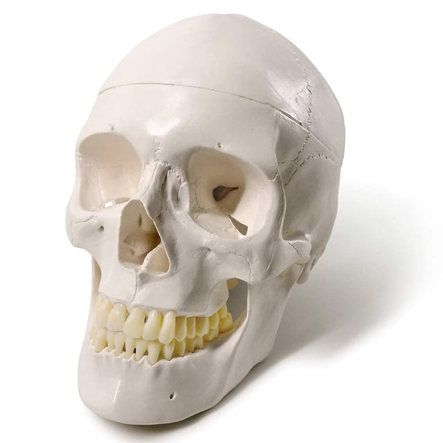 Modelo anatómico EVOTECH SCIENTIFIC: cráneo humano adulto