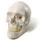 thumbnail image 1 of Modelo anatómico EVOTECH SCIENTIFIC: cráneo humano adulto, 1 of 6