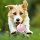 thumbnail image 4 of Juguete Smart Rolling Dog - Juguete interactivo para mascotas con modos de scroll aleatorio y rebote loco, material ABS, resistente al agua IP54, carga tipo C, batería de 3 horas, 4 of 8