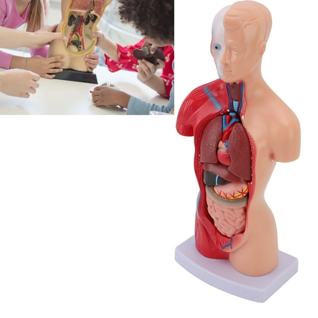 Modelo De Cuerpo Humano, Modelo De Anatomía Interactivo De Ubicación Precisa Desmontable Con órganos Para La Escuela