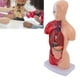 thumbnail image 1 of Modelo De Cuerpo Humano, Modelo De Anatomía Interactivo De Ubicación Precisa Desmontable Con órganos Para La Escuela, 1 of 7