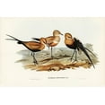 thumbnail image 2 of Gould, John 32x23 Black Ornate Wood Framed with Double Matting Museum Art Print Titled - Australian Pratincole-Glareola grallaria, 2 of 4