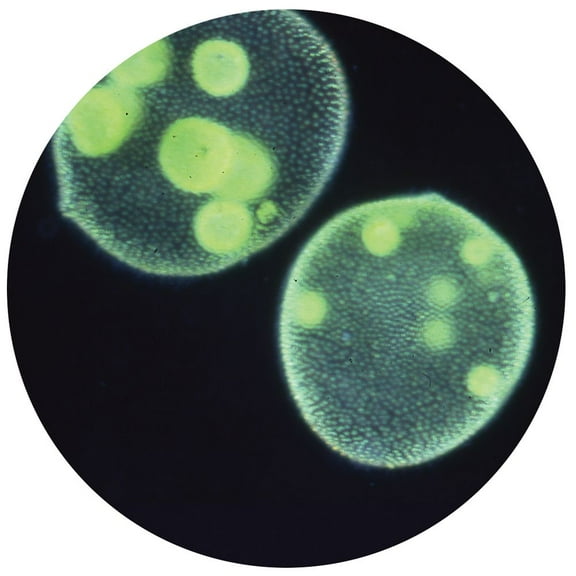 Volvox Globator, Living Green Algae Culture, Tube