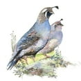 thumbnail image 2 of CafePress - Watercolor California Quail Bird Mug - 11 oz Ceramic Mug - Novelty Coffee Tea Cup, 2 of 4