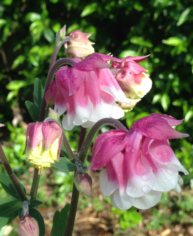 25 Aquilegia 'Petticoat Pink' Seeds - Spurless Heirloom Perennial for Shade & Cottage Gardens - Plant in Late Summer to Early Fall