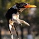 thumbnail image 4 of Discos voladores para perros y mascotas juguetes para morder resistentes suaves Likrtyny EVA entrenamiento de cachorros juguetes flotantes interactivos divertidos para mascotas productos p, 4 of 6