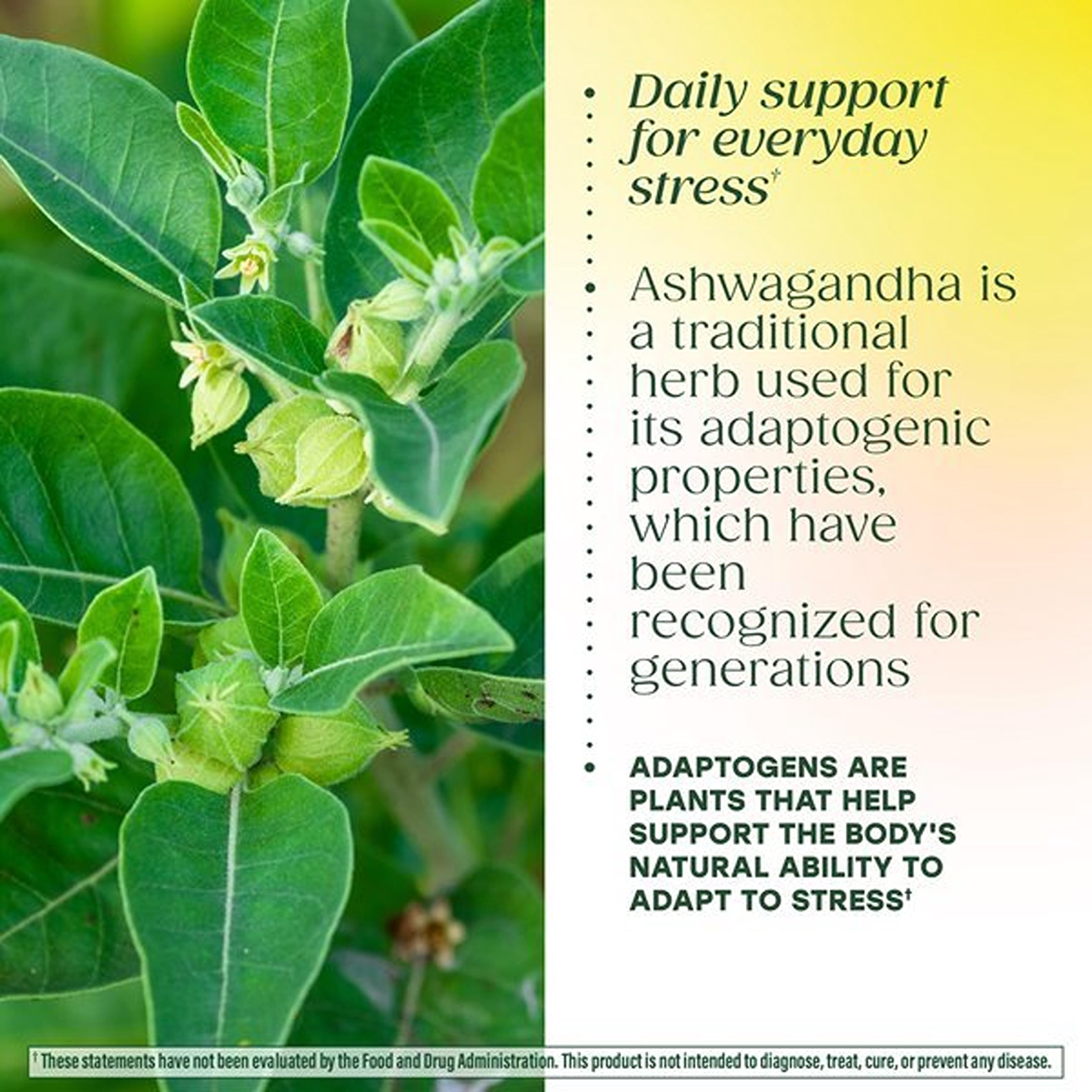 MegaFood Thyroid Strength - Ashwagandha, Zinc, Selenium, Iodine - Vegetarian - 30 Servings