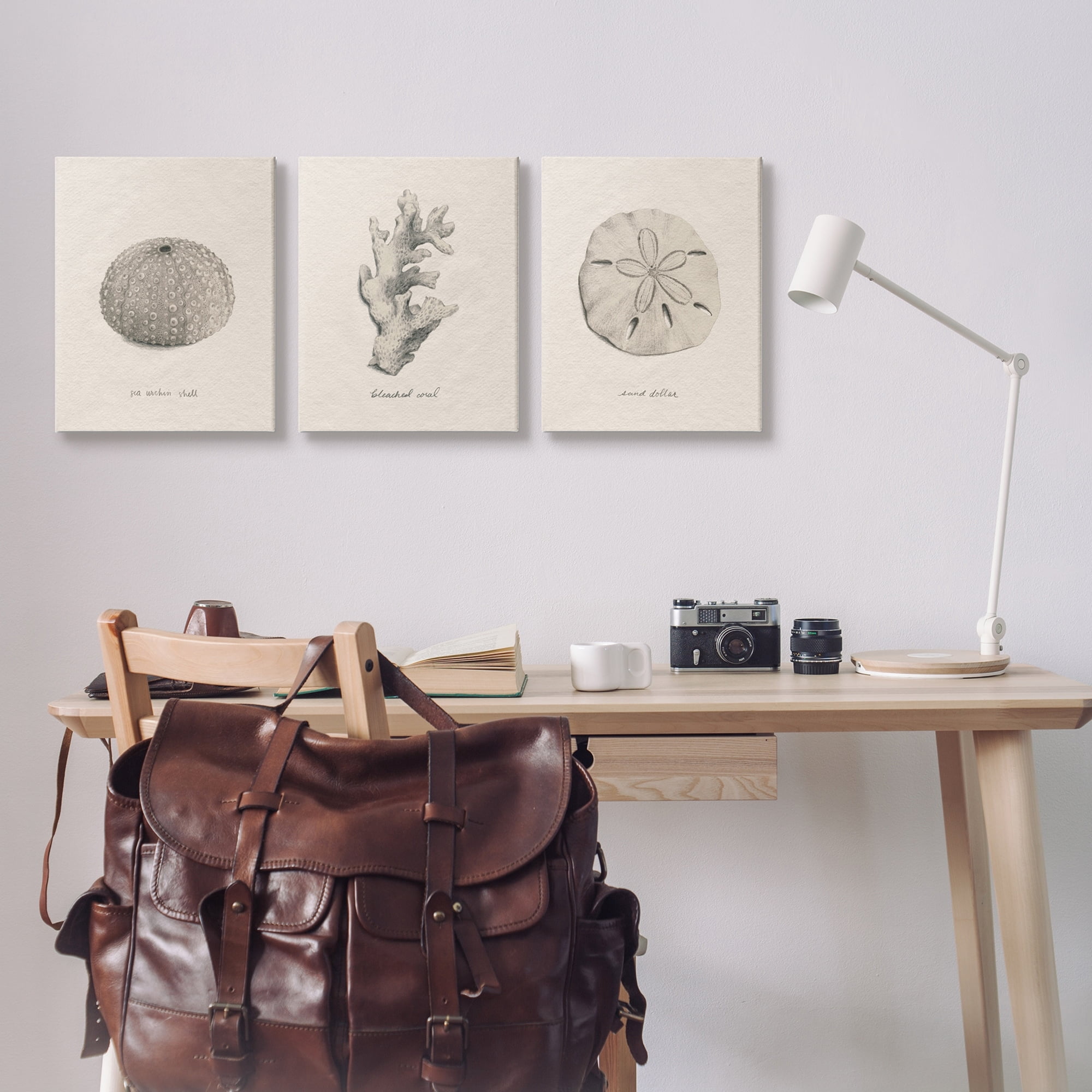 Stupell Industries Aquatic Plant Life Latin Study Coral Sea Urchin Graphic Art Gallery Wrapped Canvas Print Wall Art, Set of 3, Design by Grace Popp